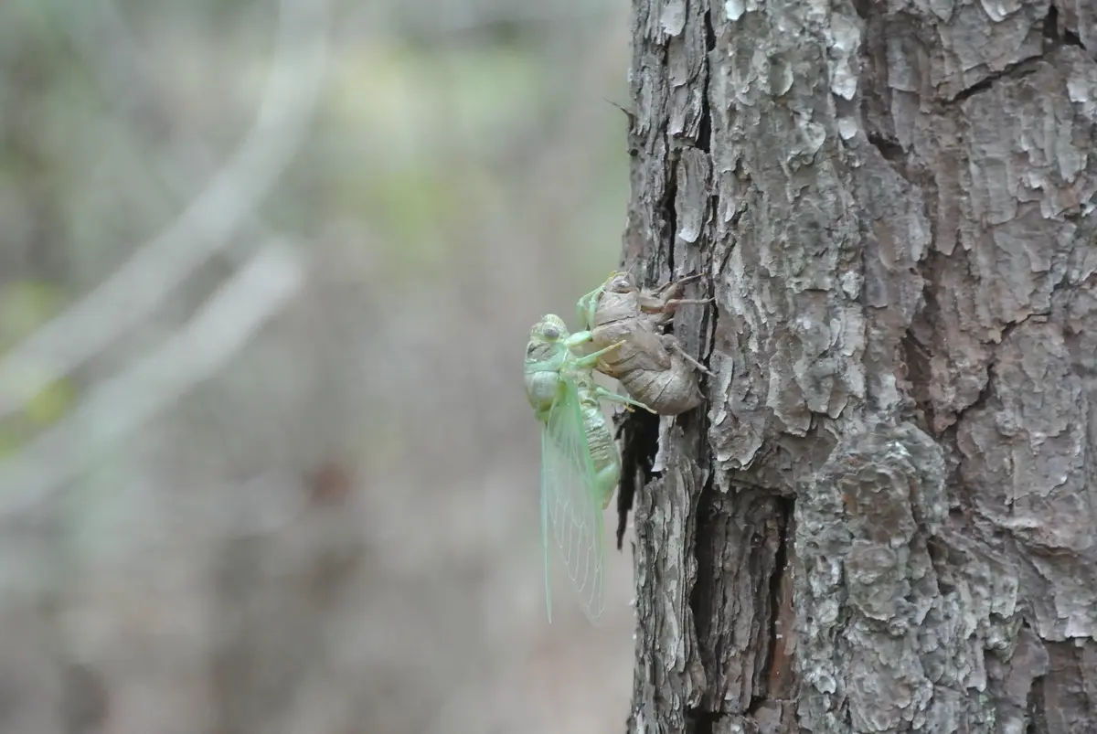 A freshly molted green cicada clings to a tree trunk, its translucent wings unfurled, while its shed exoskeleton remains…