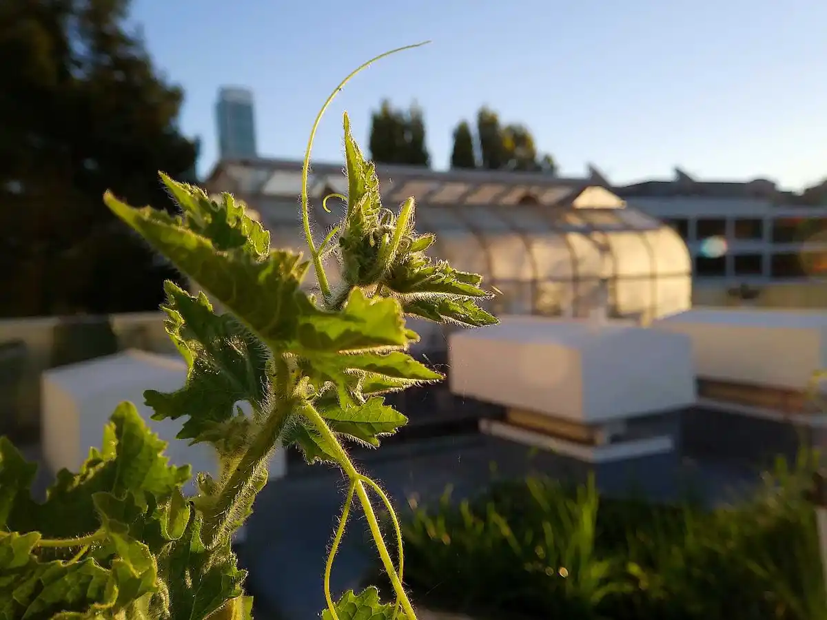 A close-up photo of a green, fuzzy plant with tendrils growing on a rooftop, with blurred buildings and a greenhouse in the…