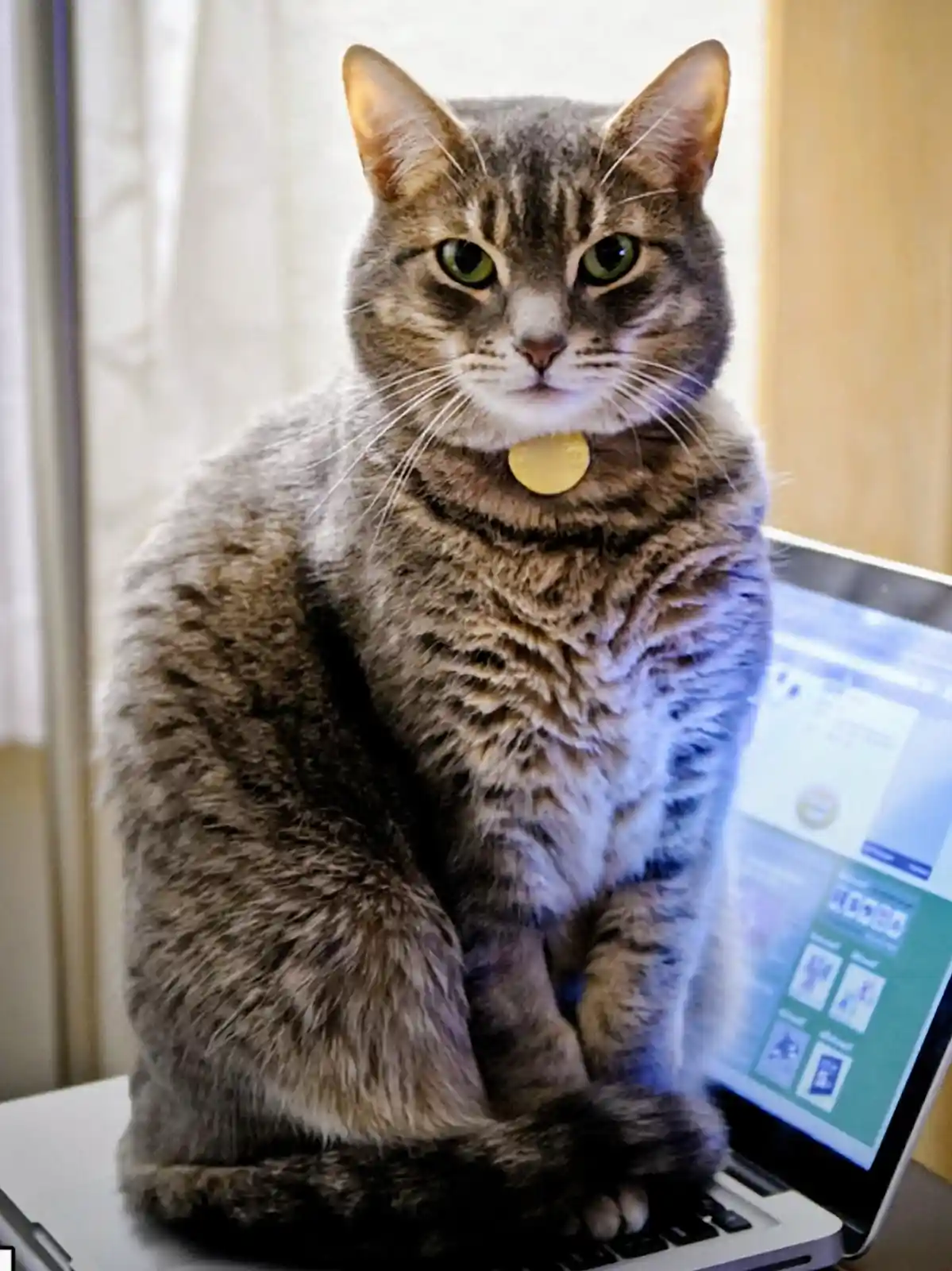 A tabby cat with green eyes and a gold tag sits upright on a laptop keyboard, looking directly at the camera with a serious…