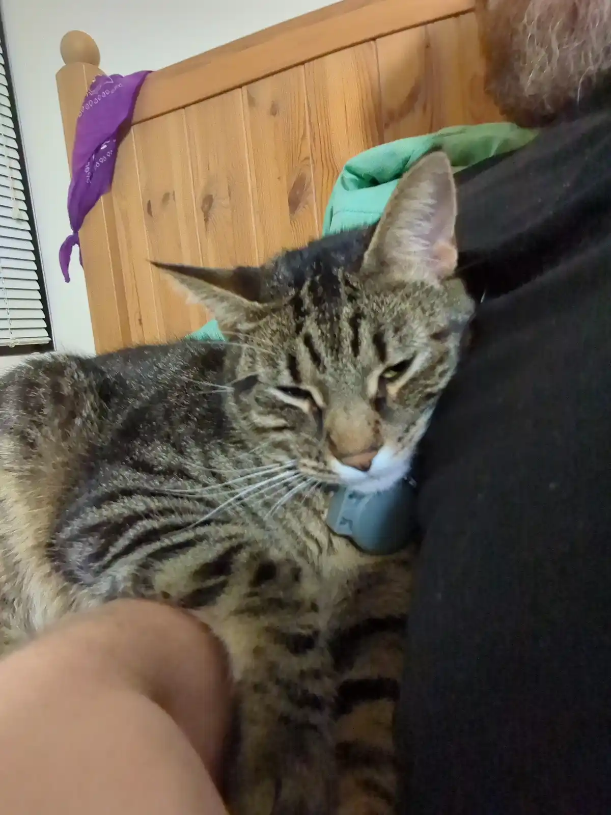 A tabby cat with a blue collar is napping on a person's chest, eyes half-closed in a sleepy, unimpressed expression. The…