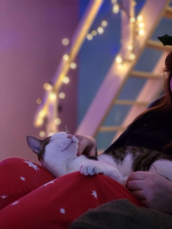 A white and brown cat is being petted while lying on a person's lap, who is wearing red pajama pants with white stars. The…