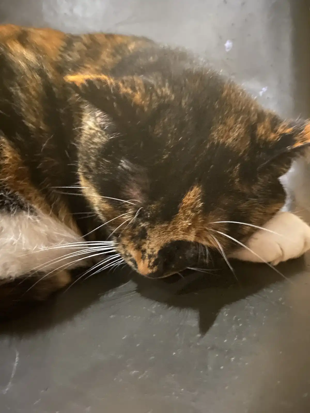 A close-up photo shows a calico cat with black, orange, and white fur sleeping soundly with its head resting on its paws on…