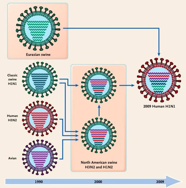 A scientific diagram illustrating the genetic evolution of influenza viruses from Eurasian swine, classic swine H1N1, human…