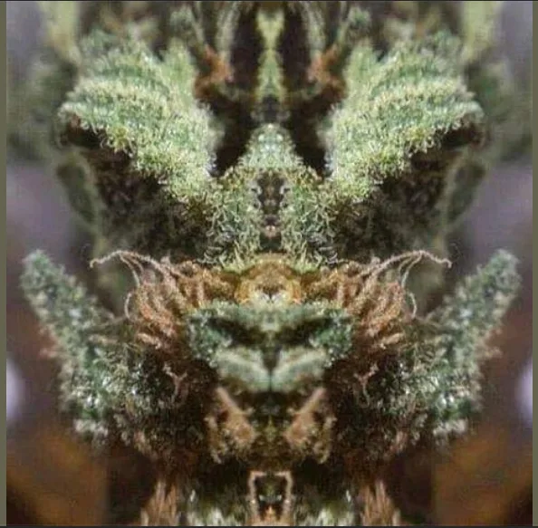 The Enchanting Tale of Puff the Magic Dragon