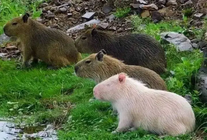 Meet the Rare Albino Capybara