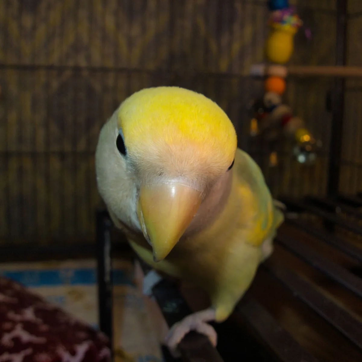 A close-up photo of a yellow-headed lovebird perched inside a cage, looking directly at the camera with a serious, almost…