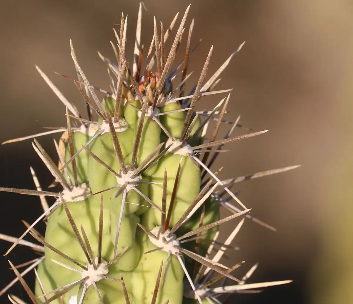 A close-up photograph of a green, segmented cactus covered in numerous sharp, brownish spines radiating from white areoles…