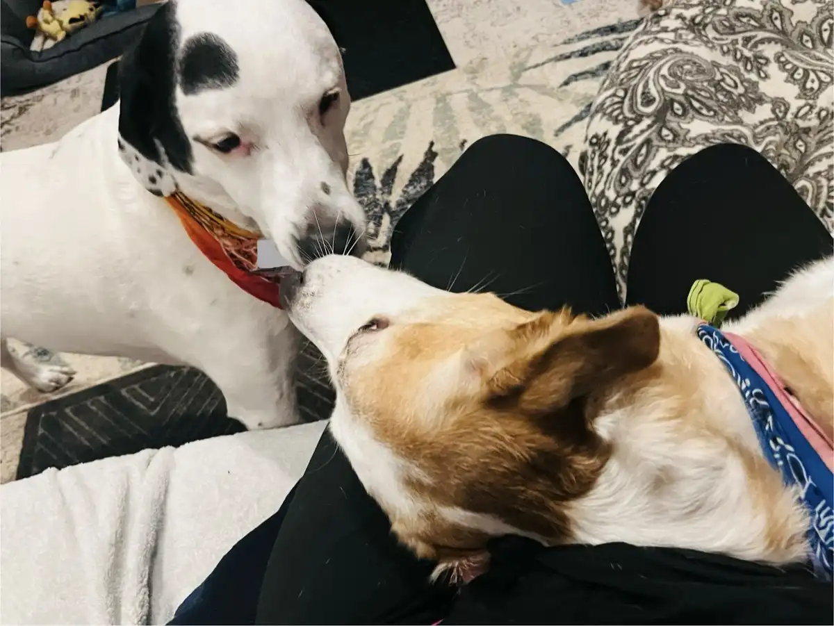 Two dogs are nose-to-nose in a close, affectionate pose. One dog, mostly white with black patches and wearing an orange…