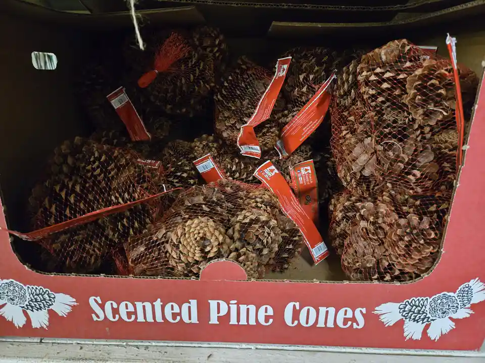 A cardboard box filled with numerous pine cones, each individually wrapped in orange mesh bags and tagged with red labels…