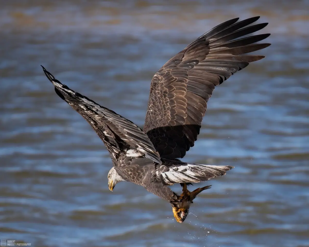 A large bird of prey, likely a white-tailed eagle, is captured mid-flight over water with its wings spread wide and talons…