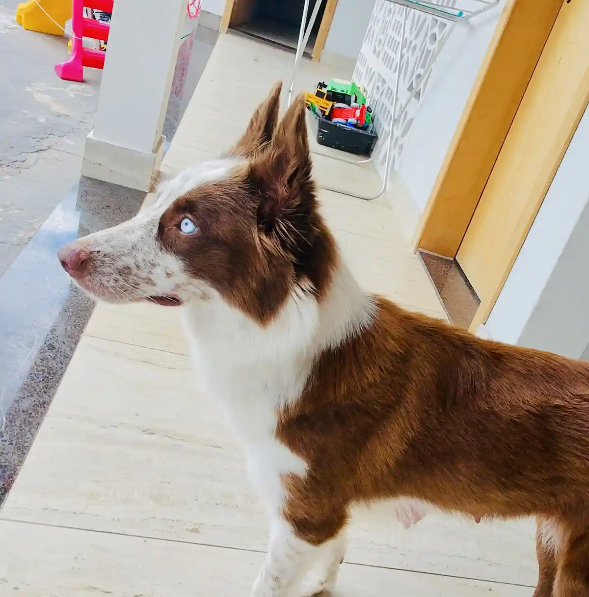A brown and white dog with one striking blue eye and one brown eye stands indoors on tiled flooring, looking off to the…