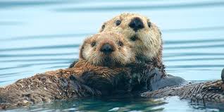 Two sea otters are floating together in calm blue water, one resting its head on the other's back. The otter in the…