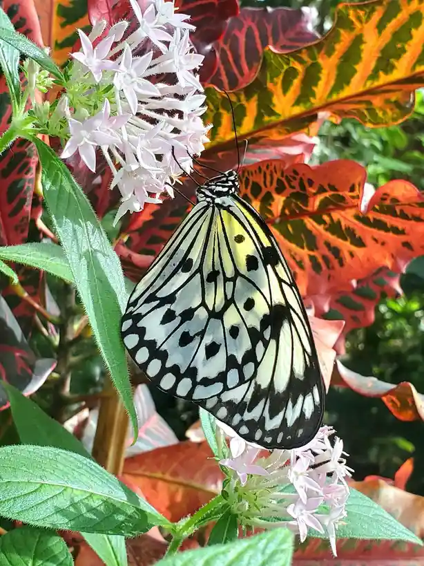 A yellow, black, and white butterfly with intricate wing patterns is perched on a cluster of small, light pink flowers. The…