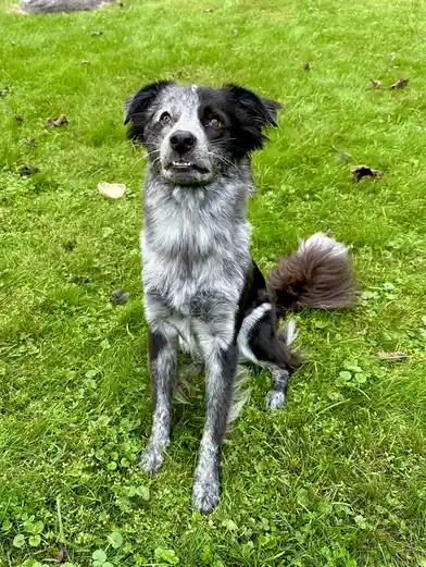 A black and white speckled dog with floppy ears sits on green grass, looking upward with a slightly open mouth and an…