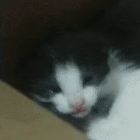 A sequence of six photos shows a black and white kitten in a dimly lit space, transitioning from sleepy and half-closed eyes…