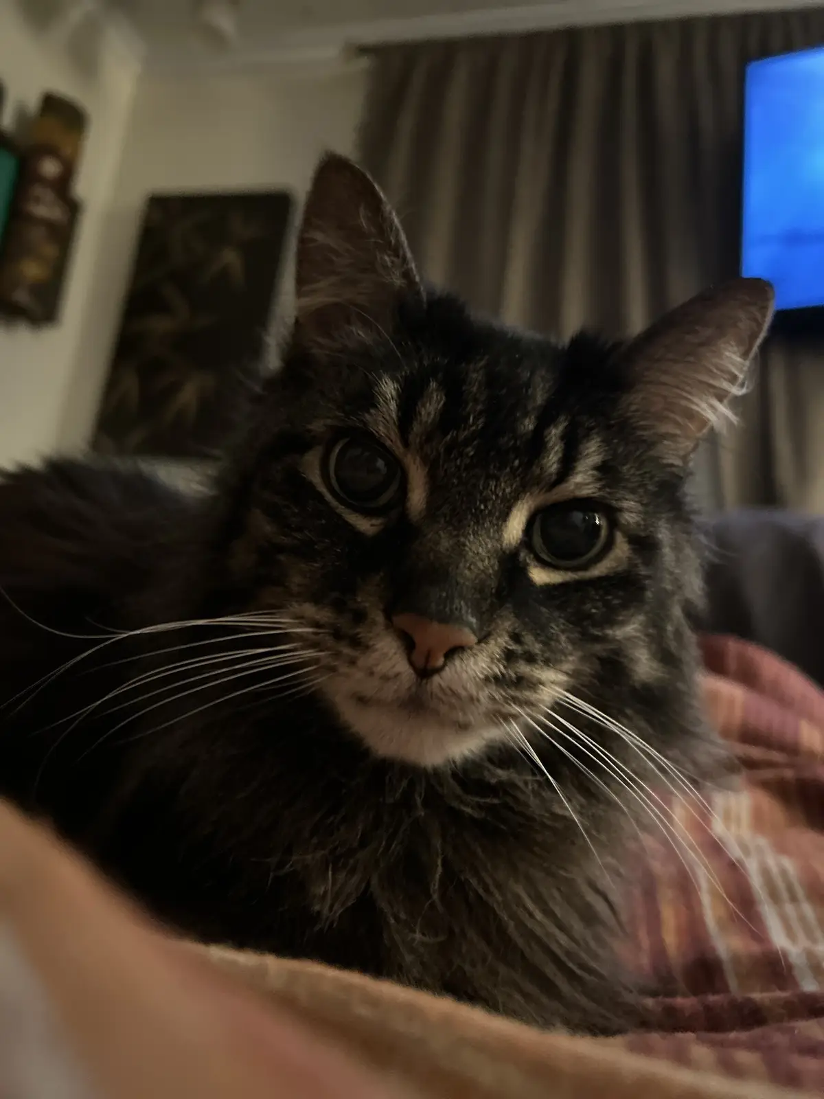 Joey's Heartwarming Message: Happy Caturday!