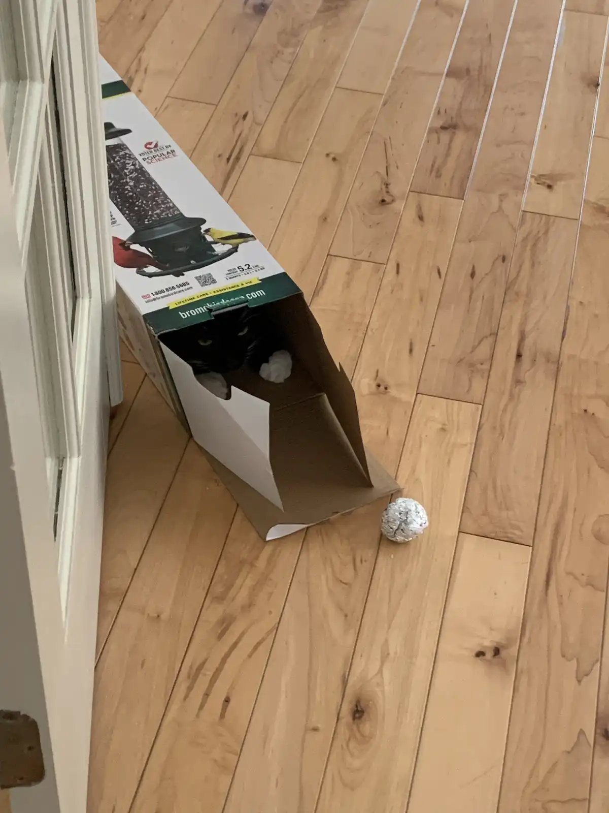 A black cat peeks out from inside a cardboard box that is a bird feeder packaging, sitting on a wooden floor next to a…