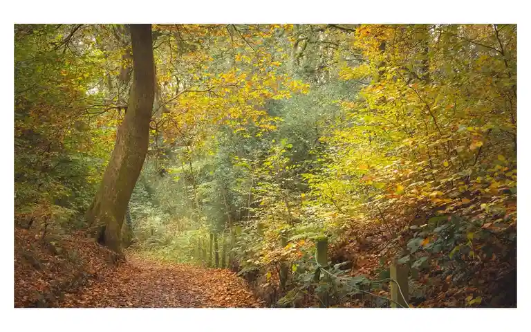 Embracing the beauty of autumn