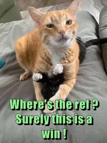 An orange tabby cat sits upright on a grey couch, holding a small black kitten in its front paws. The cat has a smug…