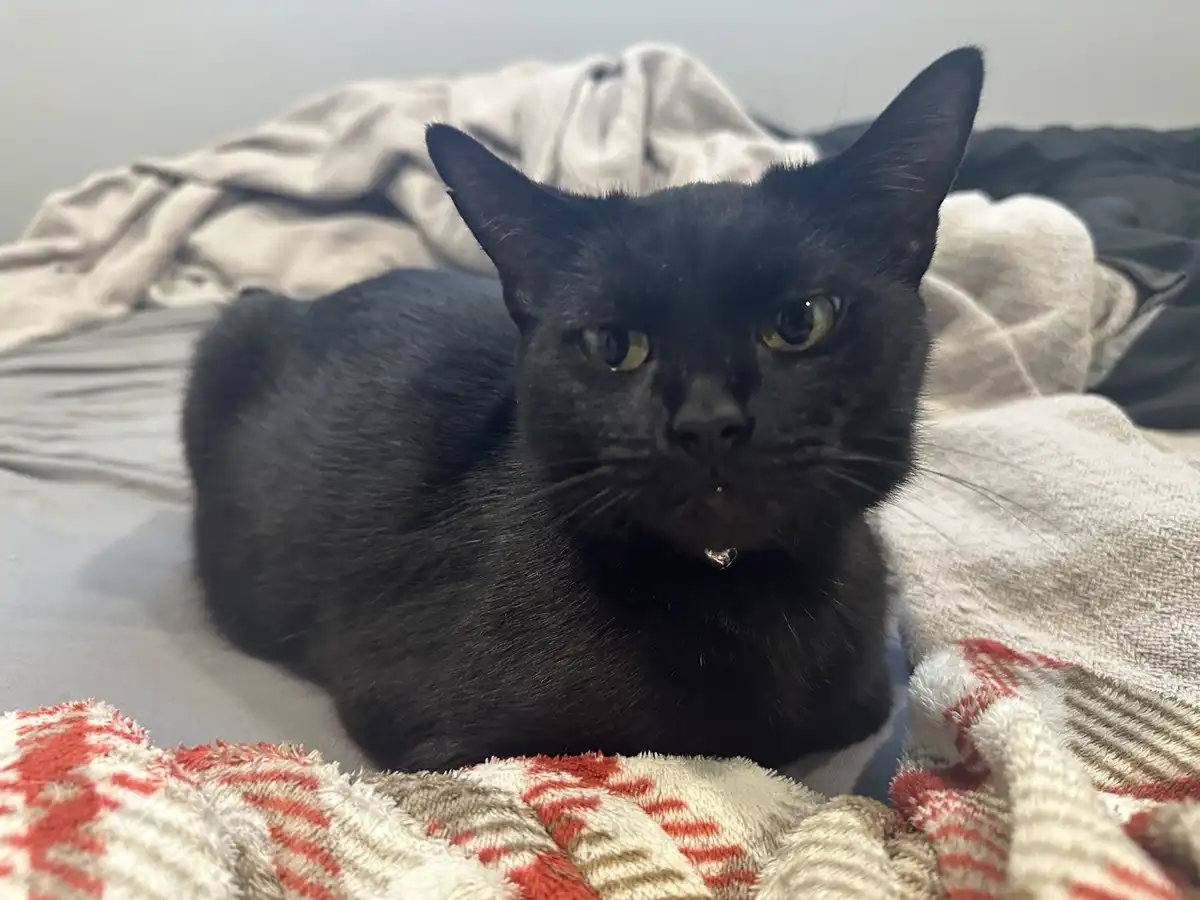 A black cat with yellow eyes lies on a bed surrounded by rumpled blankets, looking directly at the camera with a stern…