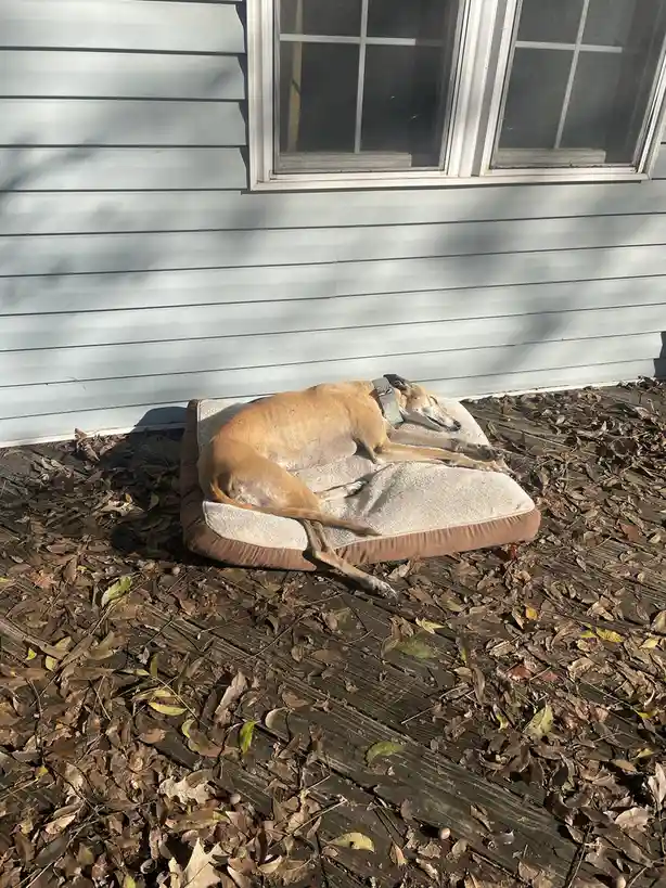 A tan greyhound dog is sleeping soundly on a beige and brown dog bed placed on a wooden deck covered in fallen leaves. The…