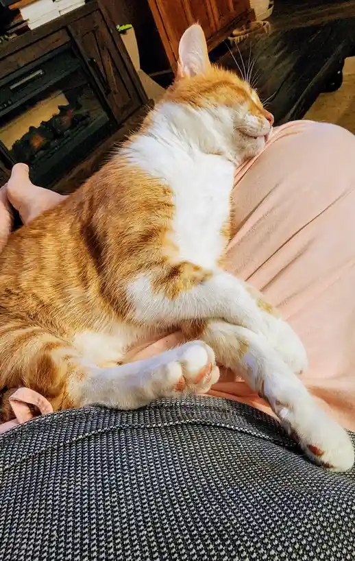 An orange and white cat is curled up and sleeping soundly on a person's lap, which is covered in a pink blanket and a…