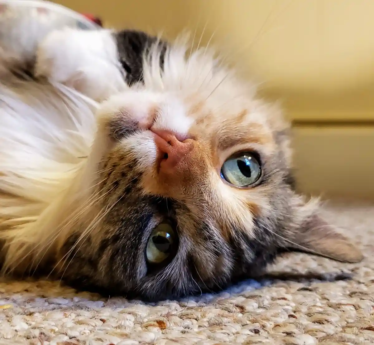A fluffy, multi-colored cat with one blue eye and one green eye lies on its back on a textured carpet, looking up at the…