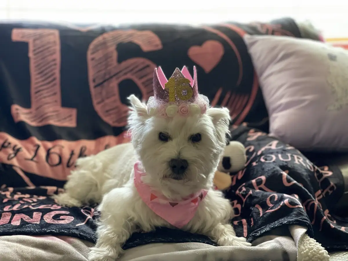 A small white dog wearing a pink and glittery crown with the number 16 on it and a pink bandana lies on a black blanket that…