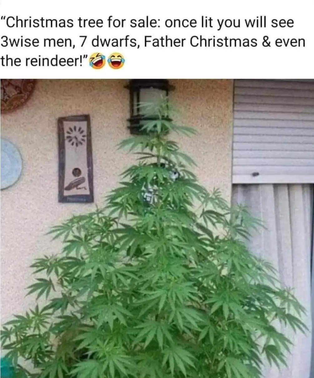 A tall, leafy green plant with a conical shape resembling a Christmas tree is pictured outdoors against a beige wall. The…