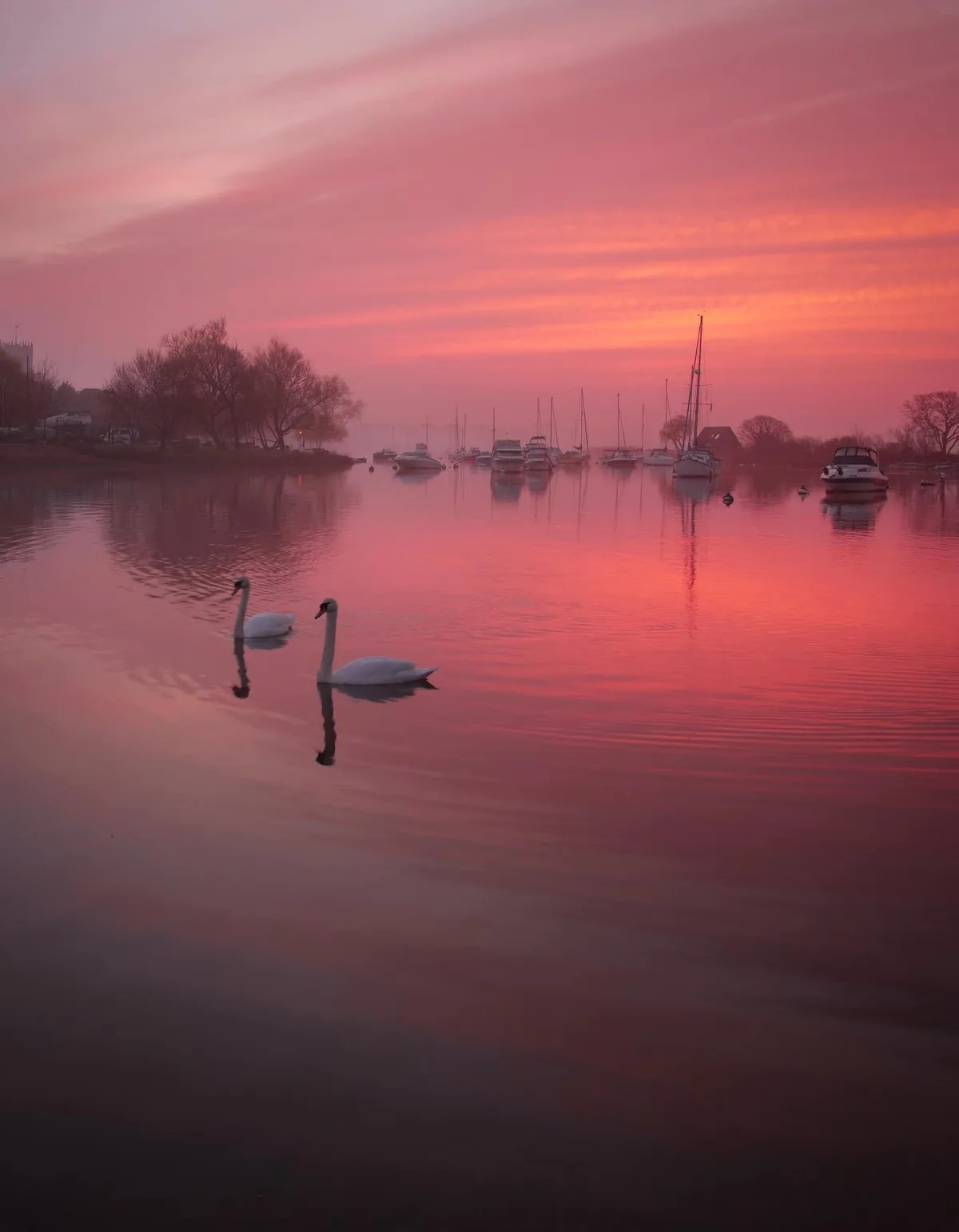 A serene photograph captures two white swans swimming in calm water under a vibrant pink and orange sunset sky, with several…