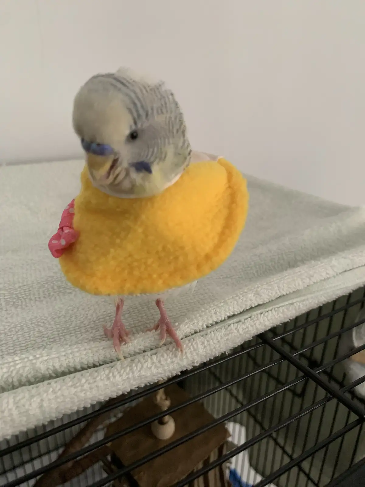 A small grey and white budgerigar wearing a yellow fuzzy outfit with a pink polka-dotted bow stands on a white towel atop a…