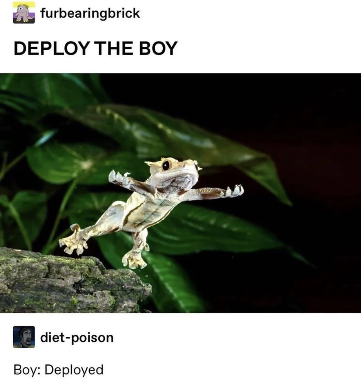 A close-up photo shows a light-colored gecko mid-leap, arms and legs spread wide, against a backdrop of dark green leaves…
