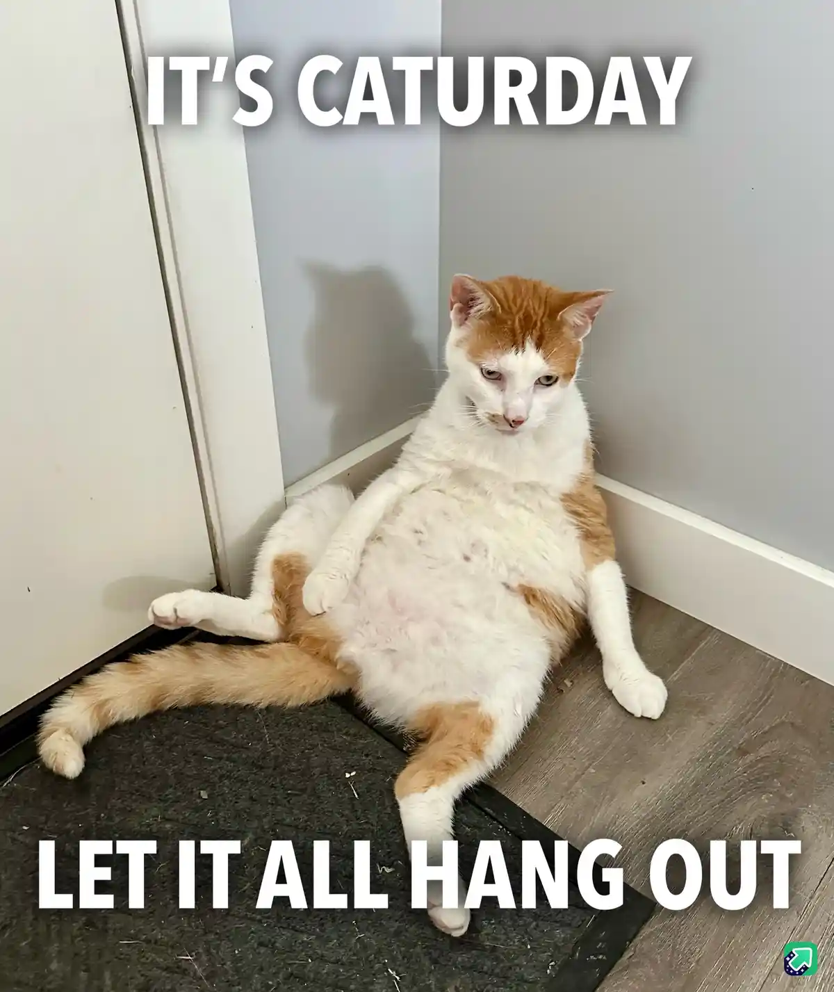 A plump orange and white cat sits sprawled in a corner on a wooden floor, looking unimpressed while exposing its belly. The…