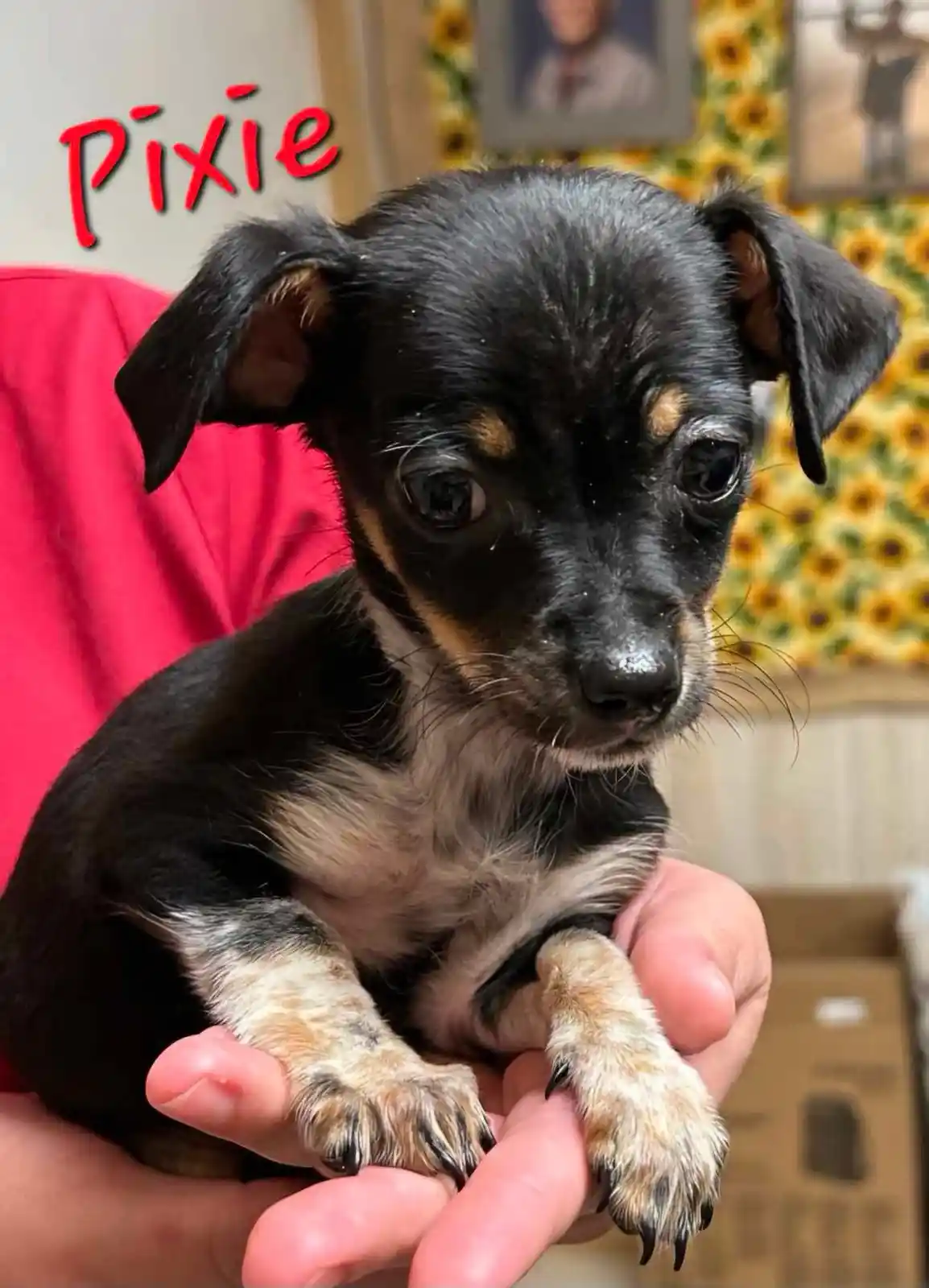 A small black puppy with tan markings on its face and paws is being held gently in a person's hands. The puppy has large…