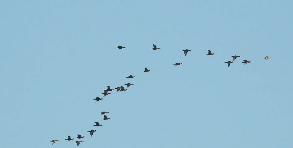 Exploring the Birdwatching Hotspots of NJ: Cape May, Avalon, and Ocean Drive on Halloween 2024