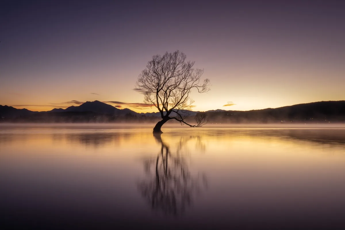 The Solitary Tree Standing Tall