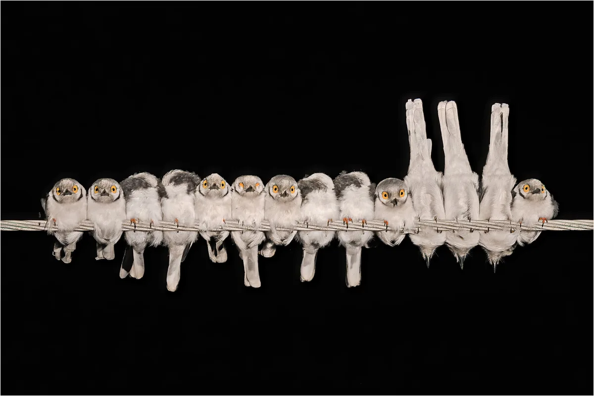 Helmetshrikes Getting Cozy for the Night