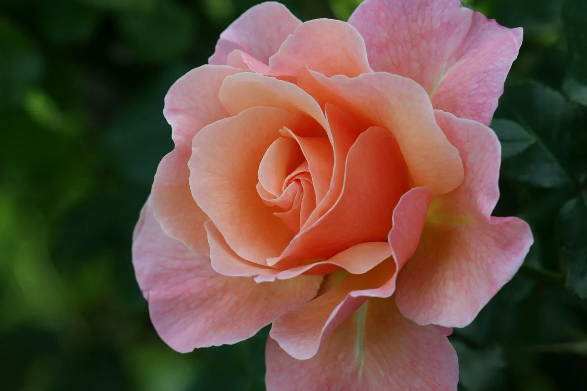 A close-up photograph of a fully bloomed, multi-petaled pink rose with soft peach tones at its center, set against a blurred…