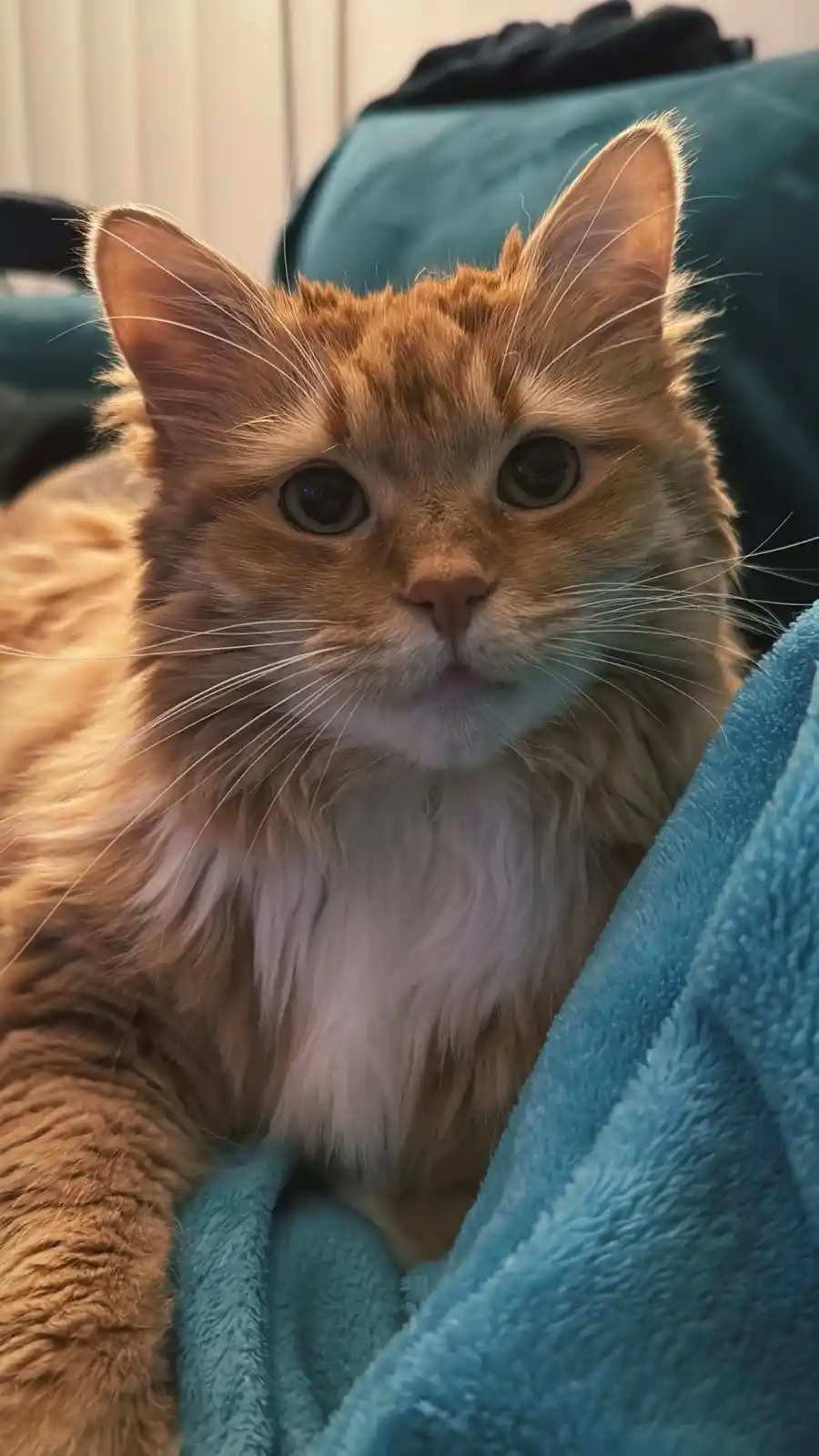 A close-up photo of a fluffy orange tabby cat with a white chest, looking directly at the camera with wide, innocent eyes…