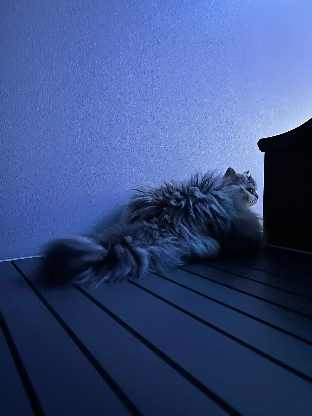 A fluffy, long-haired cat with grey and white fur is lying on a dark wooden surface, bathed in cool blue light from the…