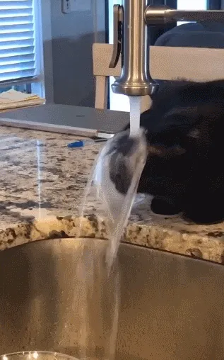 The Adorable Face of a Cat: Mlem Mlem Mlem!