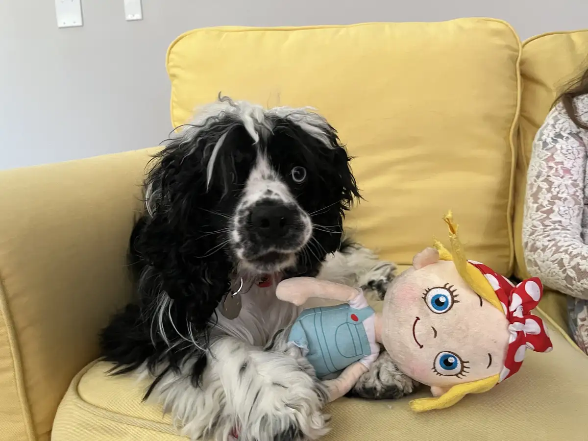 A black and white dog with long, floppy ears sits on a yellow couch next to a plush doll wearing a red and white polka dot…