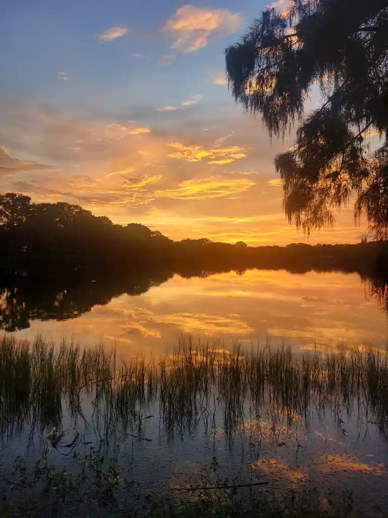 A serene sunset over a calm lake with orange and yellow clouds reflected in the water, framed by silhouetted trees and reeds…