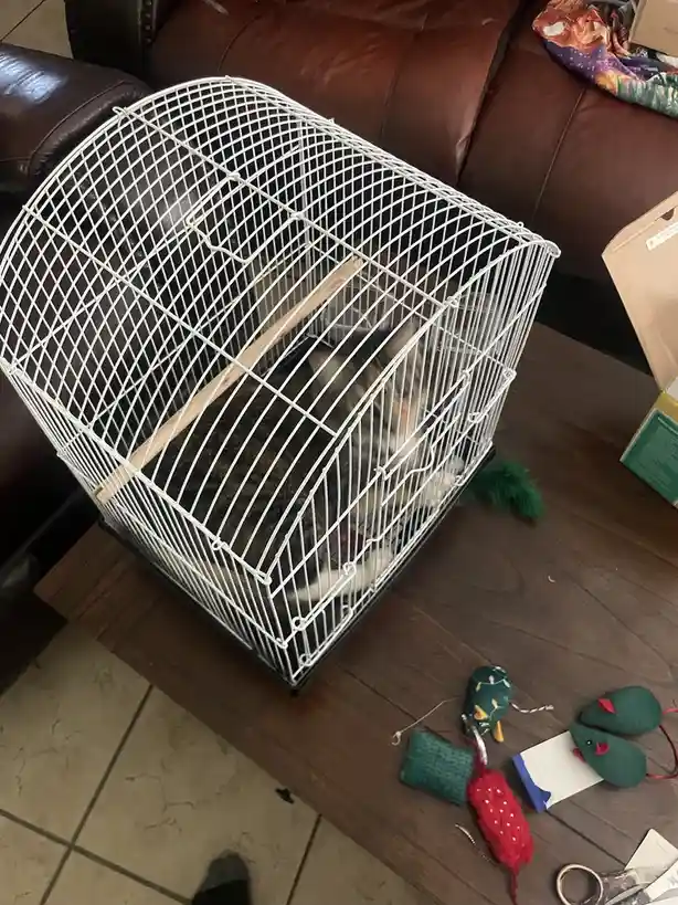 The Ultimate Cat Cage Chronicles