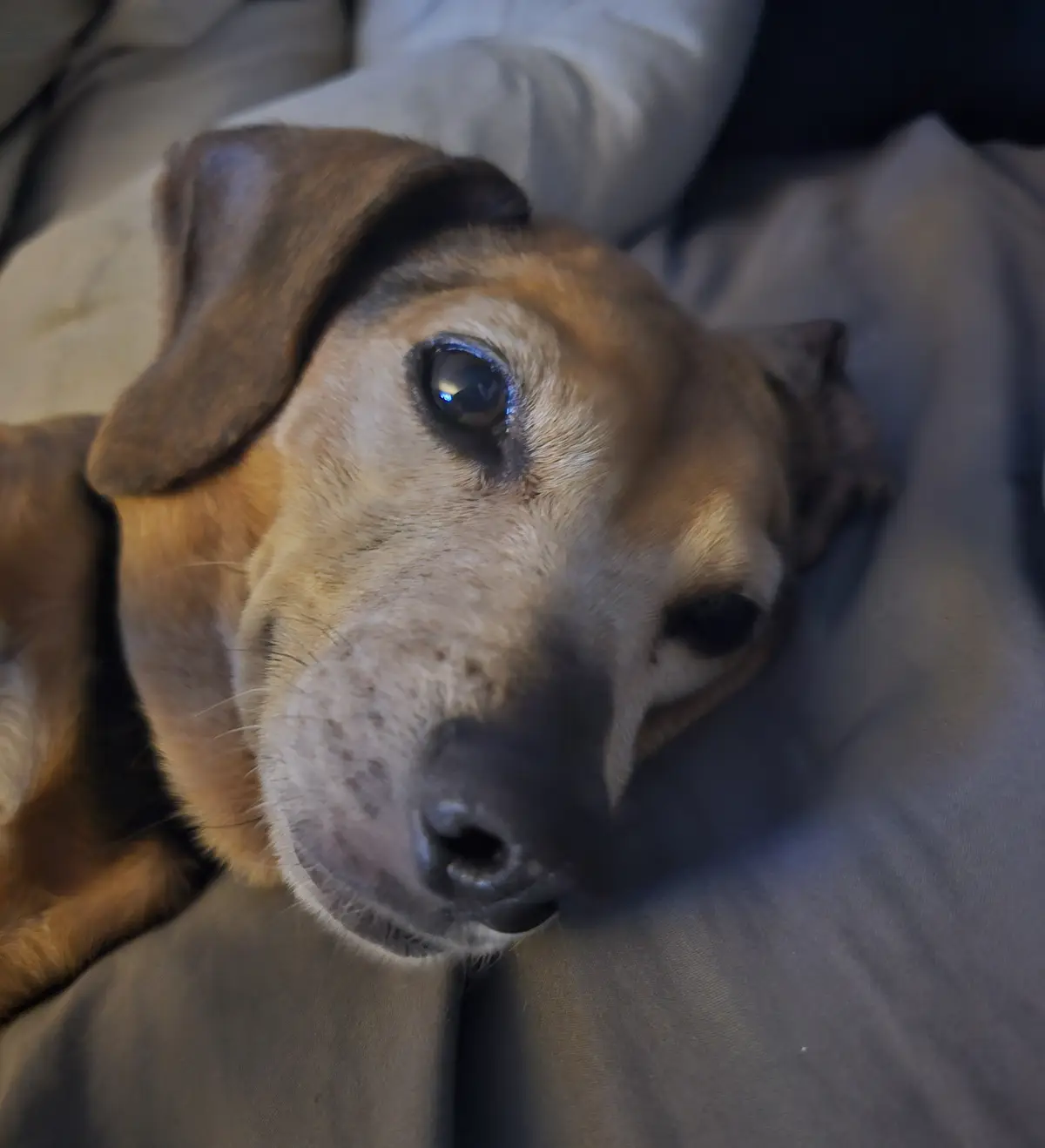 A close-up photo of a brown and tan dog with one eye wide open and the other partially closed, looking directly at the…