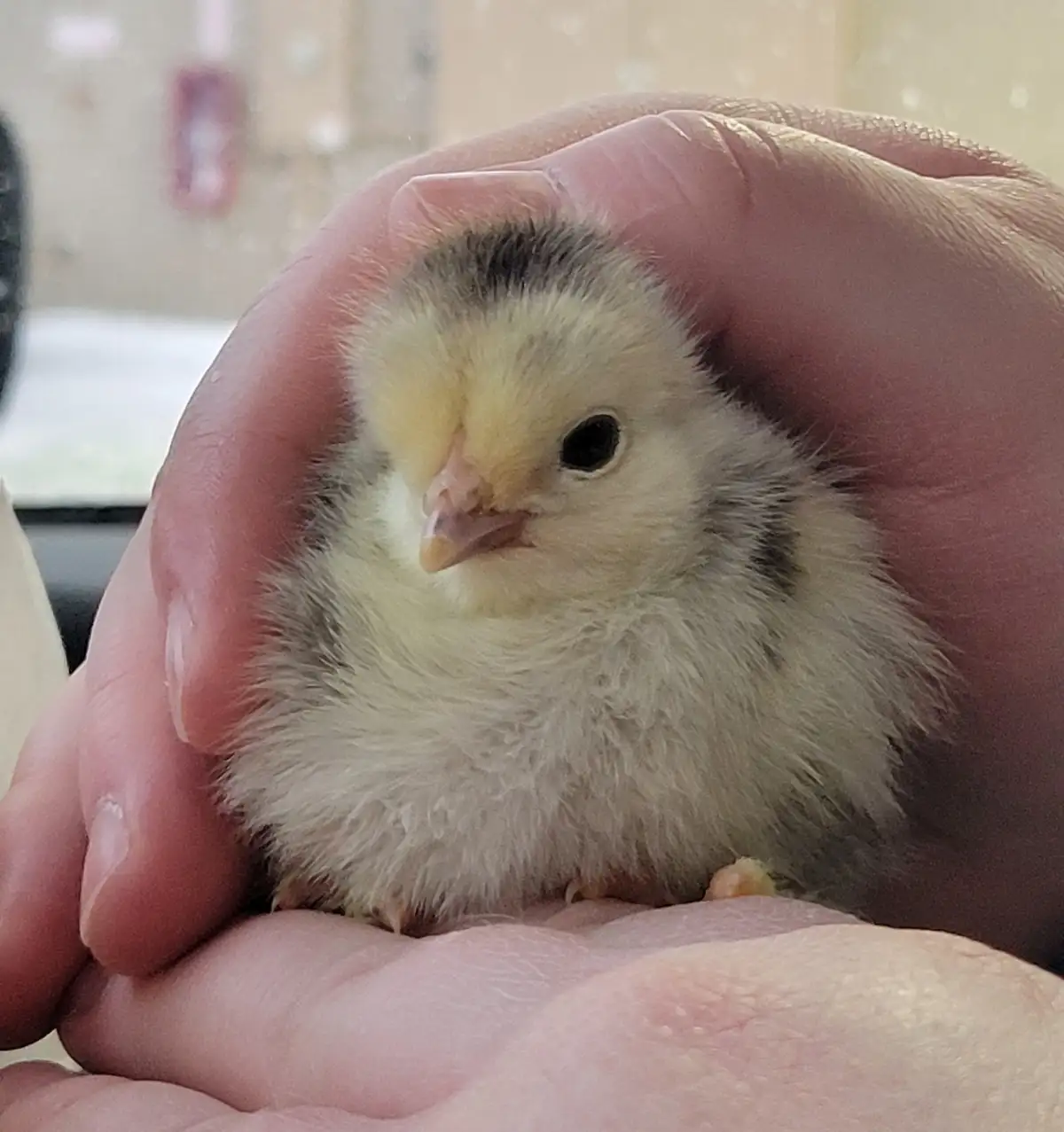 A tiny, fluffy yellow chick with dark markings on its head and back is cradled in a person's cupped hand. The chick has a…