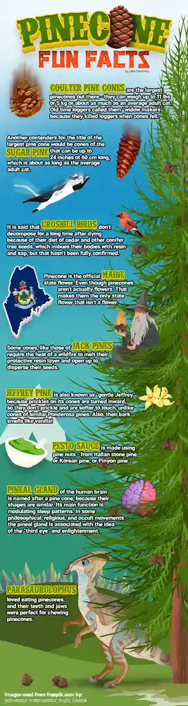 Fun Pinecone Facts for All Team Pinecone Members