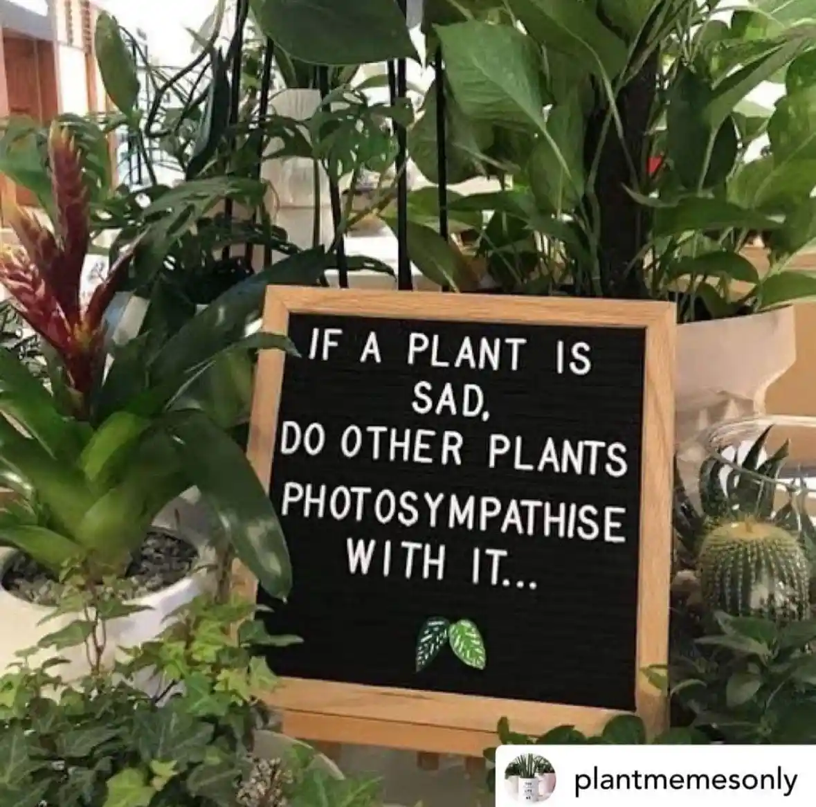 A black letterboard sign with white letters is surrounded by various potted plants, including a cactus and a bromeliad. The…