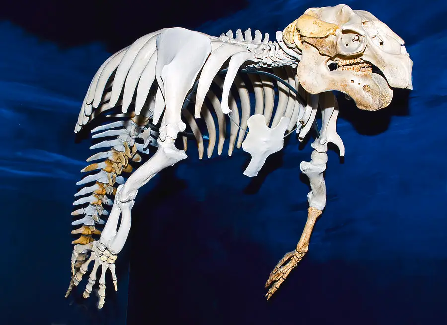 Fascinating Look at a Manatee Skeleton