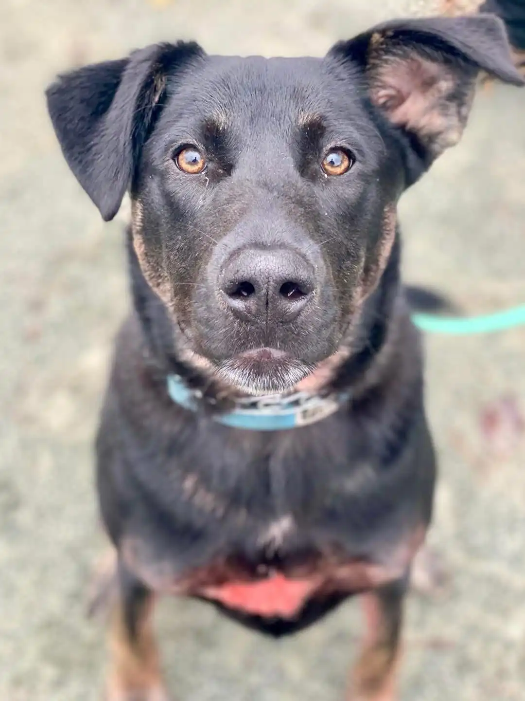 A close-up photo of a black dog with brown eyes and floppy ears, looking directly at the camera with a slightly sad or…